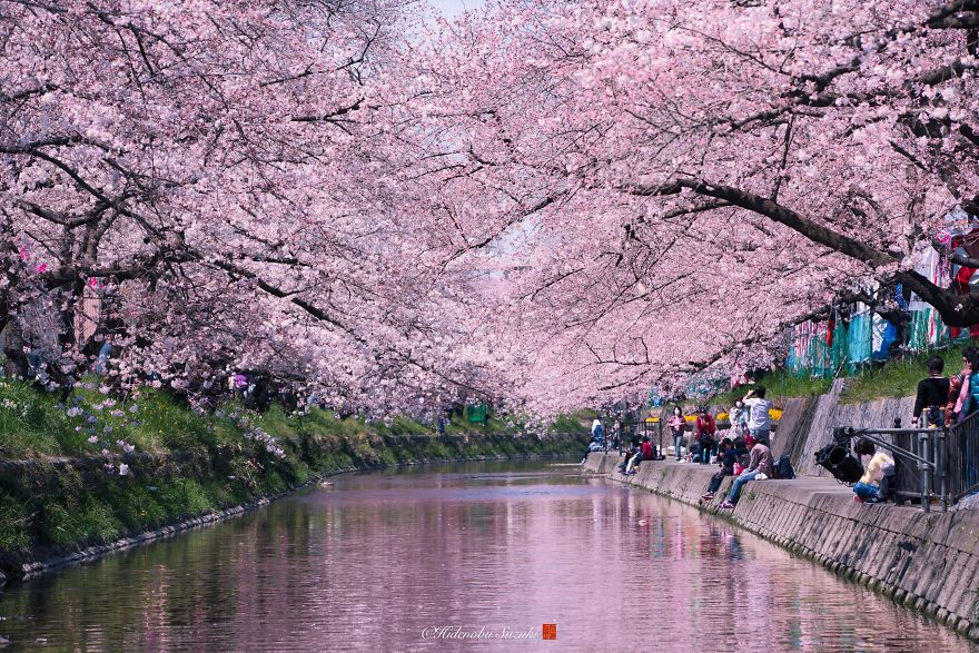 A arte e a ciência da previsão da flor de cerejeira do Japão - Achei  Empregos